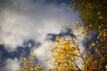 yellow fall leaves and clouds 