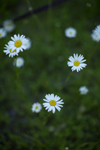 white daisies 