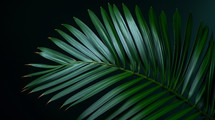 Natural dark palm sunday background. 