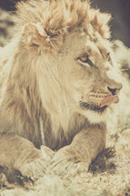 lion licking his lips