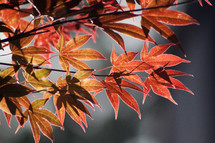 red maple leaves on a tree, fall, welcome, coffee, christmas