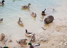 Ducks and Otter near the river