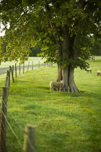 sheep in a green pasture 