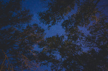 tree tops and stars in the night sky 
