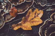 oak leaf and lichen 