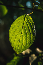 green summer leaf 