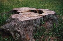 tree stump 