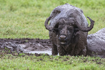 buffalo in mud 