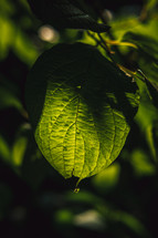 green leaves in summer sunlight 