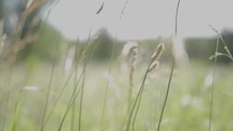 Macro shot of panning through tall wheat grass.