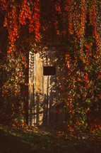 red leaves on vines on a wood shed 