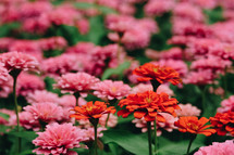 pink and red flowers 