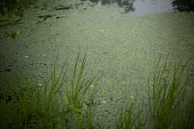 pond with lily pads 