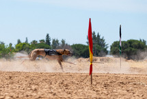 dogs racings 