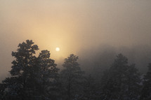snow on trees in a foggy winter forest at sunrise 