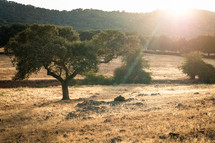 oaks in the dehesa of Extremadura