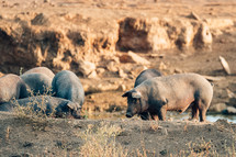 pigs in freedom in extremadura