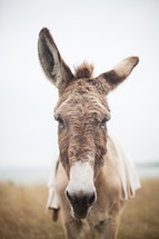 donkey for Palm Sunday 