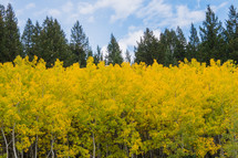 Row of Autumn Aspen Trees
