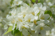white apple blossoms 