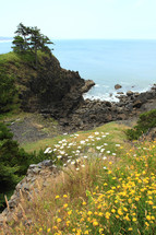 Wildflowers with rocks and trees on hillside overlooking ocean,