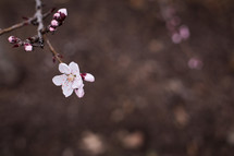 blossom on a fruit tree
