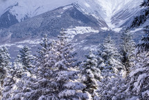 Snowy spruce forest in the mountains