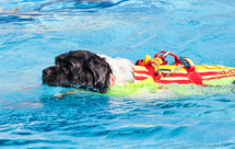 Lifeguard dog, rescue demonstration with the dogs in swimming poo