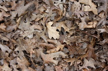 brown fall leaves background 