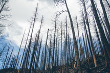 burnt trees in forest after a forest fire 