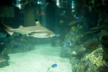 shark in an aquarium 