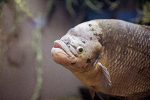 fish with big lips 