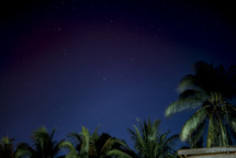 stars in the night sky over palm trees