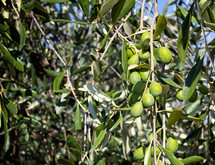 olives on olive trees