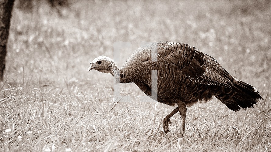 Turkey walking in a field of grass.