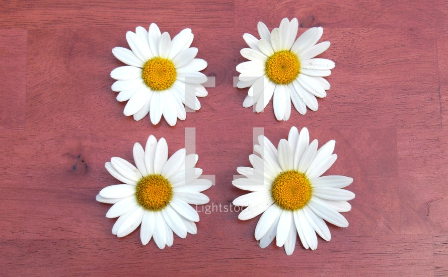 daisies on a wood table 