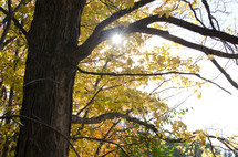 Sunlight through the fall foliage.