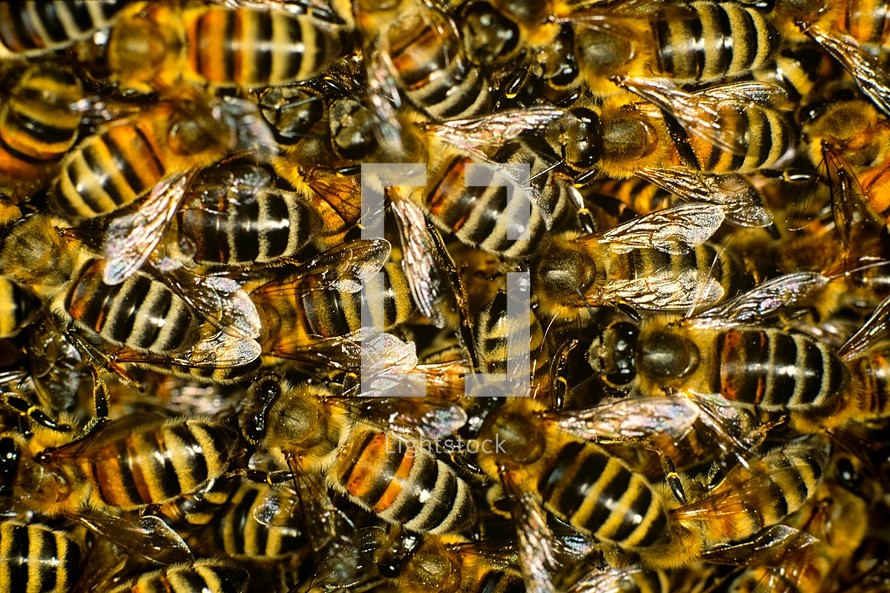 honey bees 
