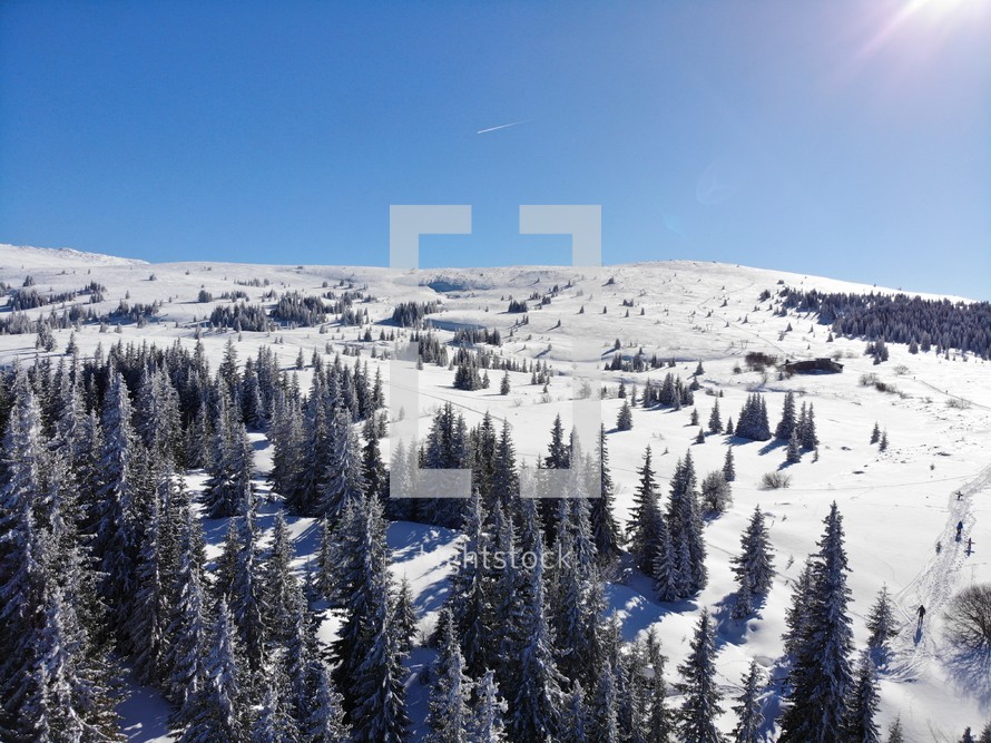 evergreen trees on a snow covered mountaintop 