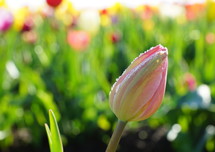 a closed tulip  