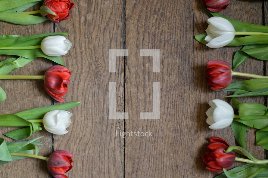 Two rows of red and white tulips on a wooden table. 
tulips, red, white, tulip, bloom, blossom, bright, spring, flower, flowers, creation, green, beauty, beautiful, nice, lovely, fine, pleasant, fair, pretty, plant, flourish, natural, leaves, leaf, mother's day, mother, mom, mum, mommy, March, April, May, bouquet, gift, present, thank you, thanks, floral, bunch, posy, wood, wooden, table, frame, edge, rim, border, row, rows, facing, fronting, opposite