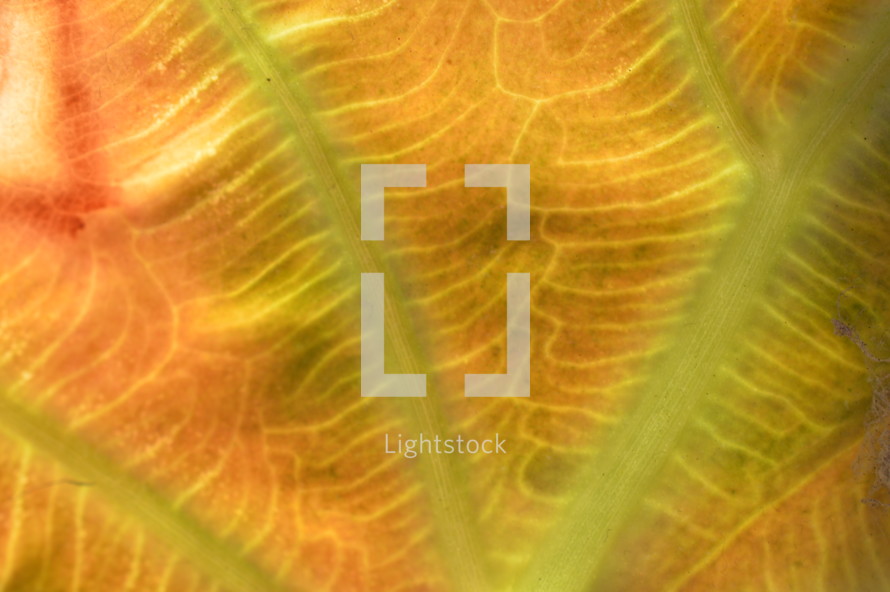 orange and yellow leaf texture 