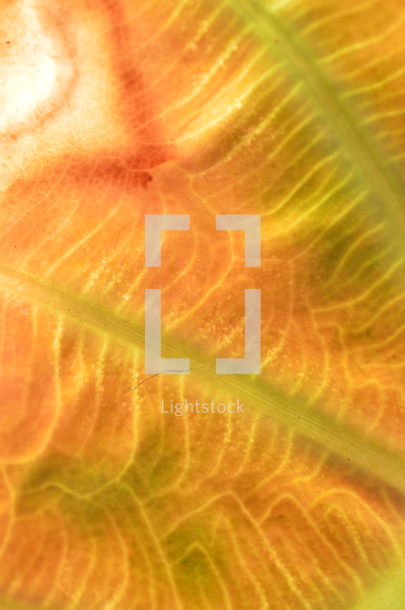 orange and yellow leaf texture 