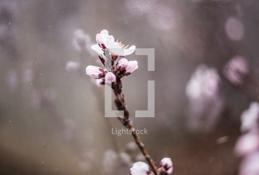 blossoms on a branch