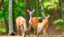 deer feeding in a forest 