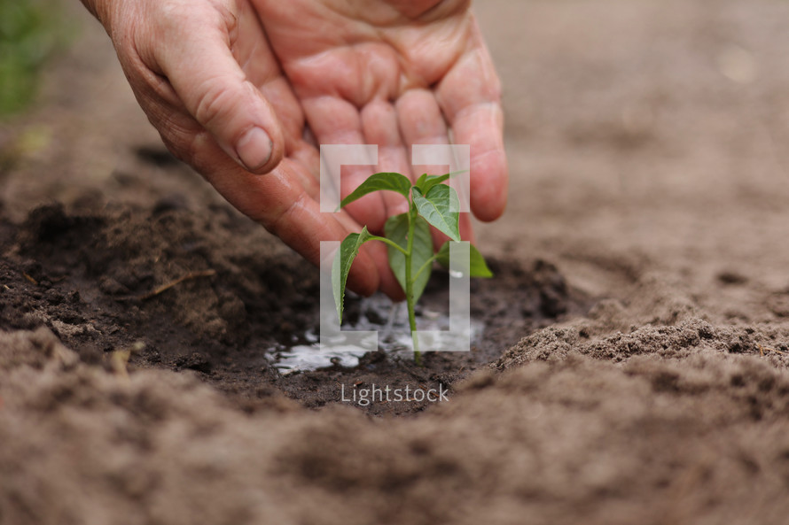 Agriculture. Senior farmer's hands with water are watering green sprout of peper. Young green seedling in soil. Water drops, new life of young sprout. Spring gardening. Sprouted seed in fertile soil.