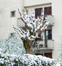 Snow on the bare branches of a tree in a condominium garden.