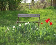bench in a park surrounded by spring flowers 