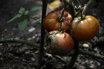rotten tomatoes. 
