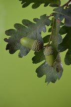 green acorns on an oak tree